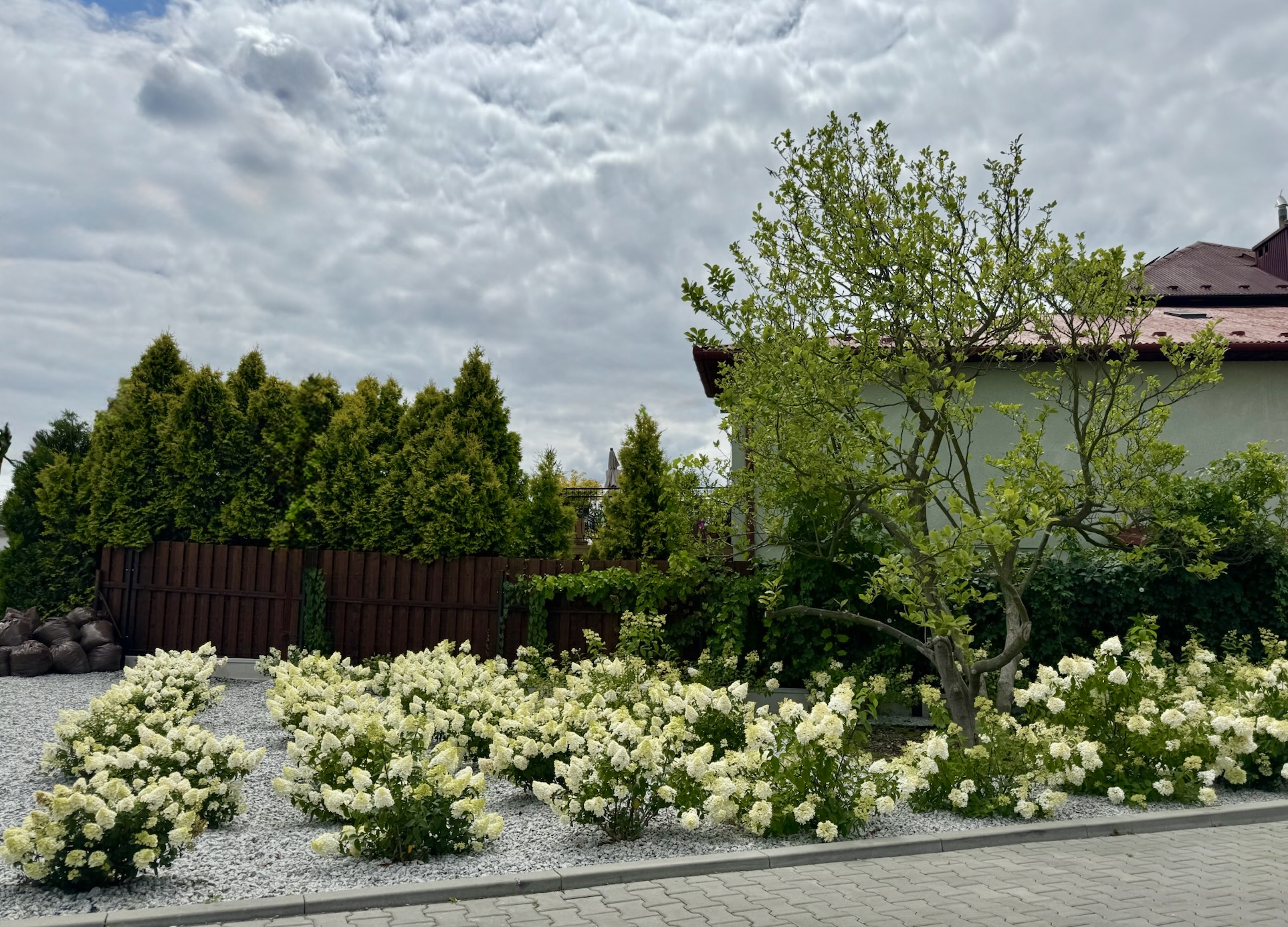 Nasadzenia przy Planecie Kawy, Bochnia